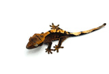 100% Het Axanthic Crested Gecko