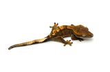 100% Het Axanthic Crested Gecko