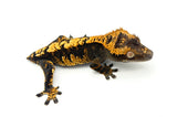 100% Het Axanthic Crested Gecko