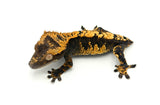 100% Het Axanthic Crested Gecko
