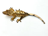Creamsicle 100% Het Axanthic Crested Gecko