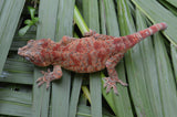 Orange Super Blotched Gargoyle Gecko