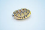 Caramel Red Eared Slider (66%pos het Snow)