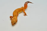 Tangerine Leopard Gecko