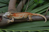 Bozo offspring Gargoyle Gecko