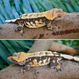 Tricolor Pinstripe Crested Gecko