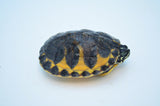 Golden Flame Red Belly Turtle