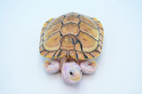 Caramel Pink Skin Red Eared Slider (66%pos het Snow)