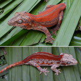 Red Striped Gargoyle Gecko (INCREDIBLE COLOR)