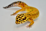 Mandarin x Firebold (Het Tremper) Leopard Gecko