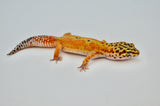 Tangerine Clown het Tremper Leopard Gecko