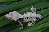 100% Het Axanthic Crested Gecko