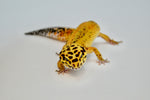 Mandarin x Firebold (Het Tremper) Leopard Gecko