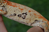 Bozo offspring Gargoyle Gecko