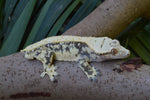 Drippy Whitewall Quadstripe Crested Gecko