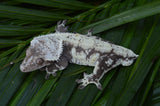 Black and White Harlequin Pinstripe Crested Gecko "Oreo"