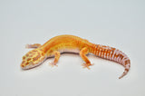 Bold Stripe Tangerine Leopard Gecko