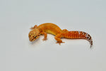 Tangerine Leopard Gecko