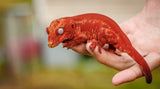 Red Striped Gargoyle Gecko (KOTEX Sibling)