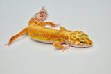 Stripe Tangerine Leopard Gecko