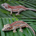 Orange Striped Gargoyle Gecko