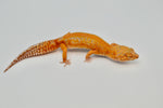 Red Diamond line Tangerine Tremper Leopard Gecko (PET ONLY)