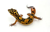 Mandarin Zorro Bold/Bandit Leopard Gecko
