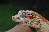 Bozo offspring Gargoyle Gecko