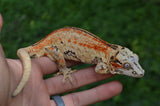 Bozo offspring Gargoyle Gecko