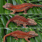 Red Striped Gargoyle Gecko