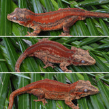 Red Striped Gargoyle Gecko
