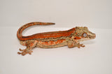 Red 6 Striped Gargoyle Gecko
