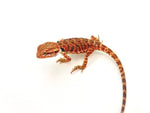 Orange Leatherback Bearded Dragon