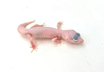 Diablo Blanco Leopard Gecko