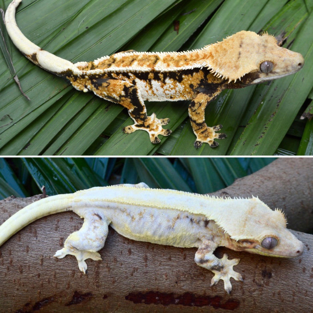 crested gecko lily white Female Lilly White Crested Geckos for sale – TikisGeckos