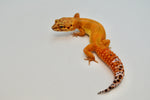 Tangerine Leopard Gecko