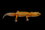 Red Diamond line Tangerine Tremper Leopard Gecko (PET ONLY)