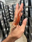 Red Striped Gargoyle Gecko (Pennywise offspring)