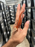 Red Striped Gargoyle Gecko (Pennywise offspring)