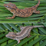 Pink Striped Gargoyle Gecko