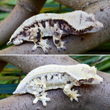 HOLDBACK BRIGHT WHITE Triclor Harlequin Lilly White Crested Gecko
