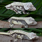 Dark and Cream Quadstripe Crested Gecko
