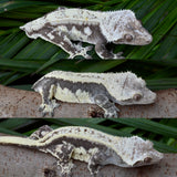 Dark and Cream Quadstripe Crested Gecko