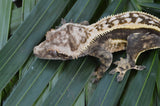 Quadstripe Crested Gecko (Possible Emptyback)