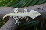 Possible EB Lilly White Crested Gecko