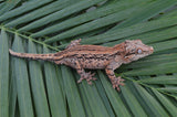 Pink Pastel Striped Gargoyle Gecko (Pink Floyd offspring)