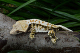 Tricolor Whitewall Crested Gecko