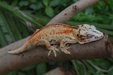 Bozo offspring Gargoyle Gecko