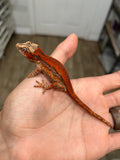 Red Striped Gargoyle Gecko (Pennywise offspring)