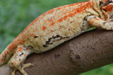 Bozo offspring Gargoyle Gecko